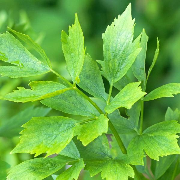 AcquaGarden Outdoor Plants Lovage