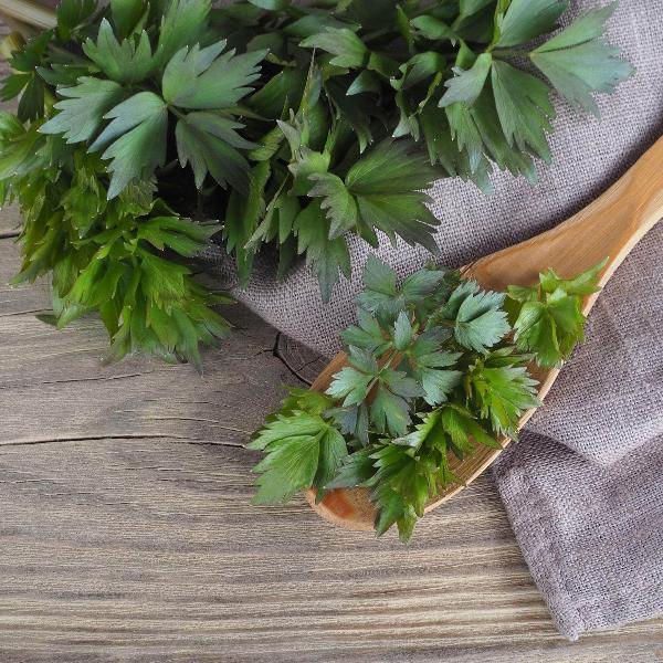 AcquaGarden Outdoor Plants Lovage
