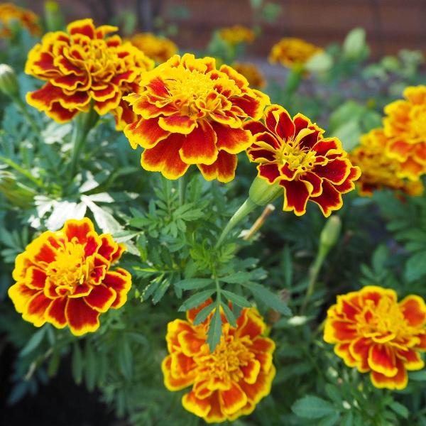 AcquaGarden Outdoor Plants Marigold 'Durango Bee'