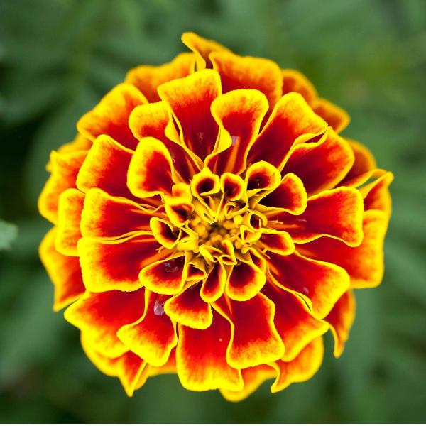 AcquaGarden Outdoor Plants Marigold 'Durango Bee'