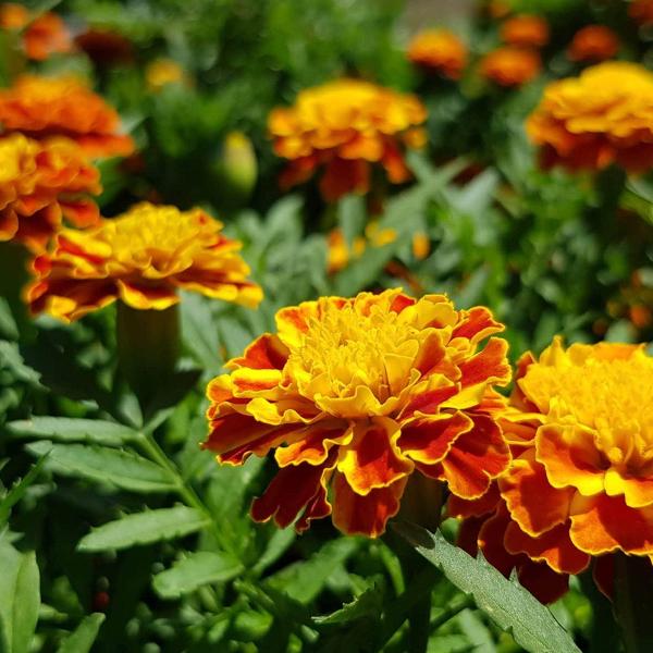 AcquaGarden Outdoor Plants Marigold 'French Mix'