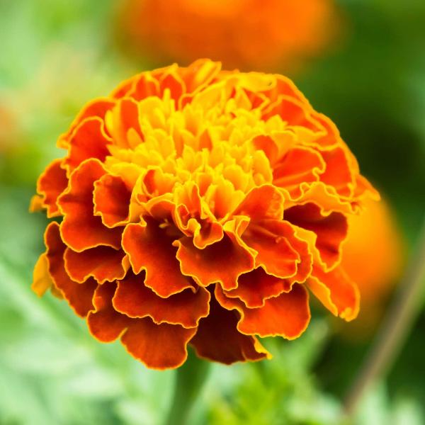 AcquaGarden Outdoor Plants Marigold 'French Mix'