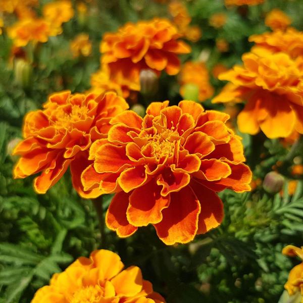 AcquaGarden Outdoor Plants Marigold 'French Mix'
