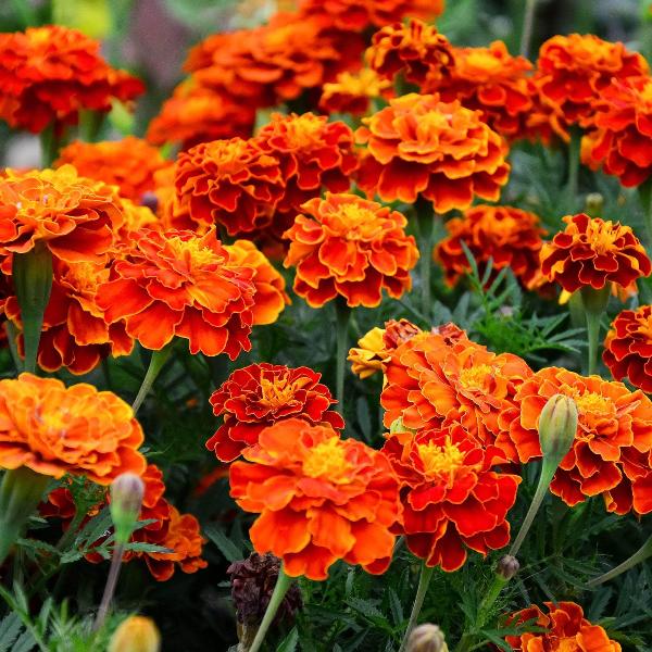 AcquaGarden Outdoor Plants Marigold 'French Mix'