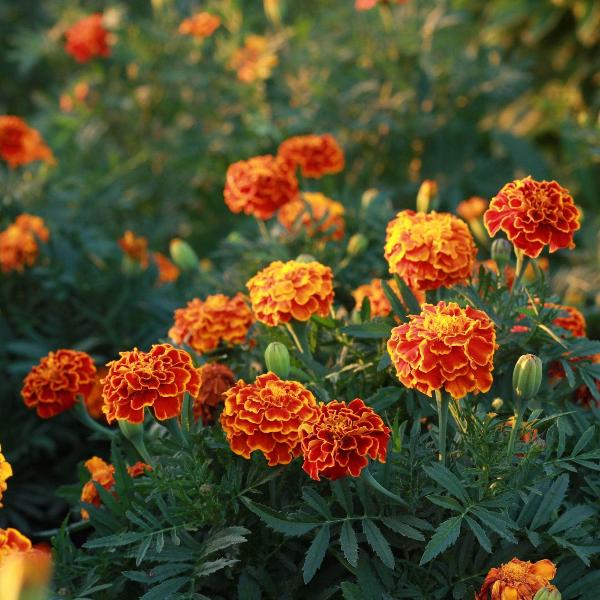 AcquaGarden Outdoor Plants Marigold 'French Mix'