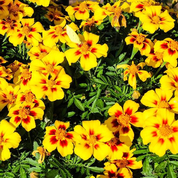 AcquaGarden Outdoor Plants Marigold 'Pascal Mixed'