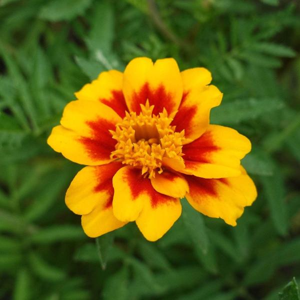 AcquaGarden Outdoor Plants Marigold 'Pascal Mixed'