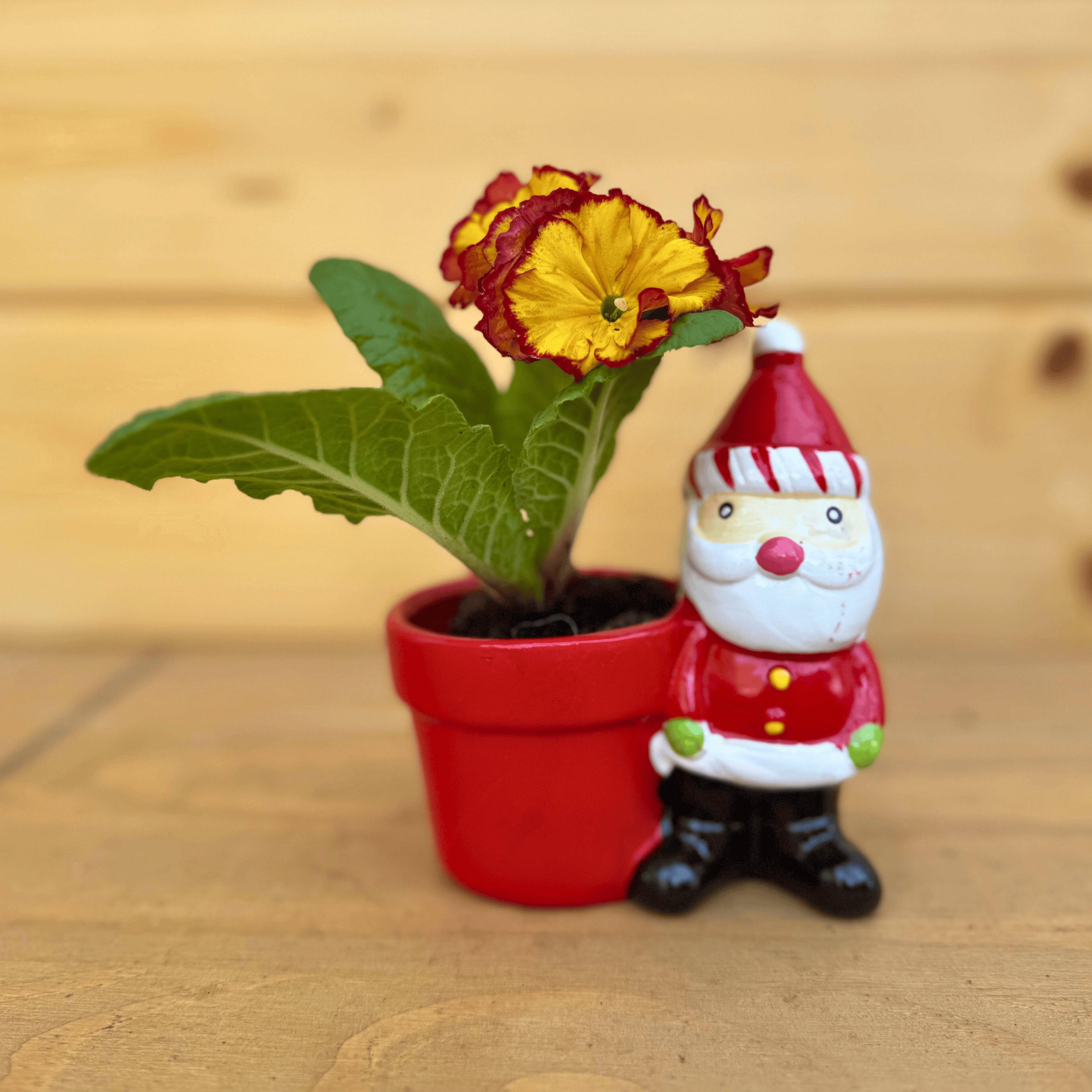 Plant Gifts Collection