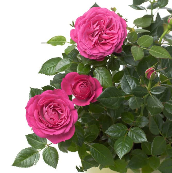 AcquaGarden Outdoor Plants Miniature Rose 'Pink' Indoor Plant