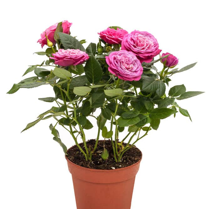 AcquaGarden Outdoor Plants Miniature Rose 'Pink' Indoor Plant