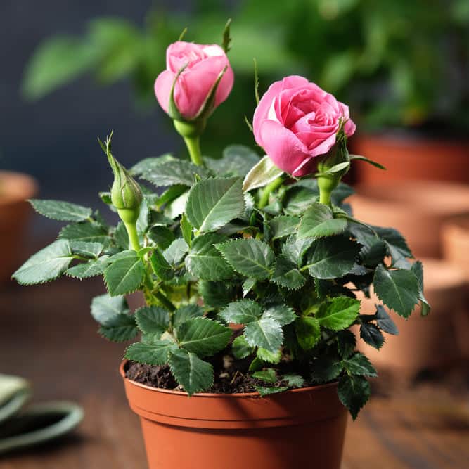 AcquaGarden Outdoor Plants Miniature Rose 'Pink' Indoor Plant