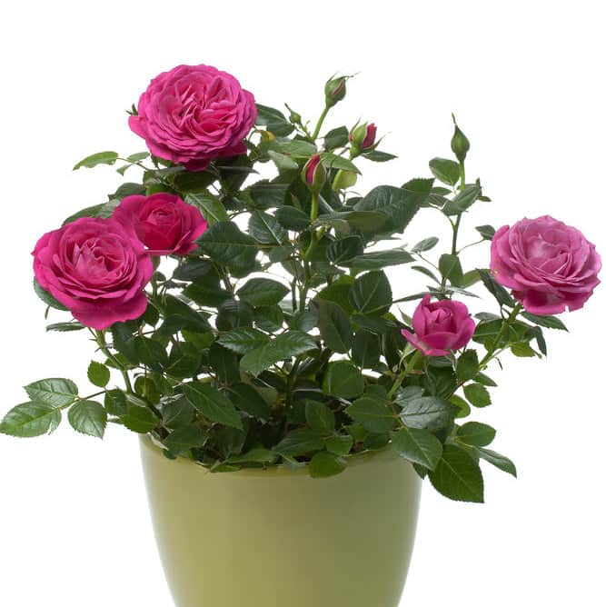 AcquaGarden Outdoor Plants Miniature Rose 'Pink' Indoor Plant