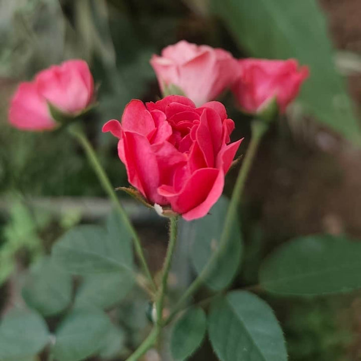 AcquaGarden Outdoor Plants Miniature Rose 'Pink' Indoor Plant