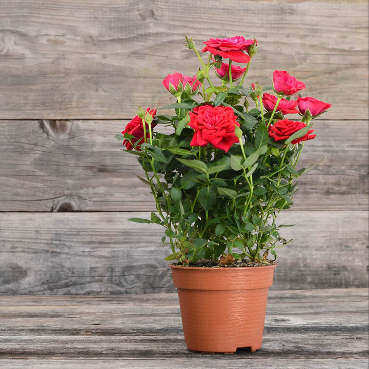 AcquaGarden Outdoor Plants Miniature Rose 'Red' Indoor Plant