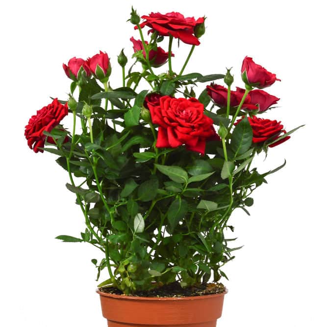 AcquaGarden Outdoor Plants Miniature Rose 'Red' Indoor Plant