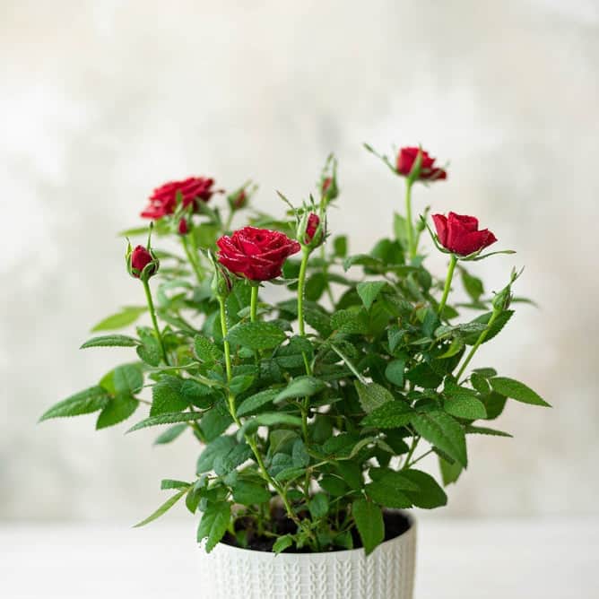 AcquaGarden Outdoor Plants Miniature Rose 'Red' Indoor Plant