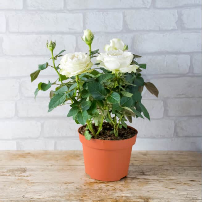 AcquaGarden Outdoor Plants Miniature Rose 'White' Indoor Plant