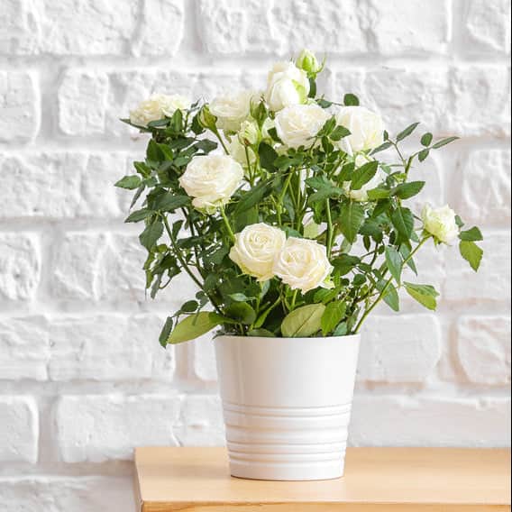 AcquaGarden Outdoor Plants Miniature Rose 'White' Indoor Plant