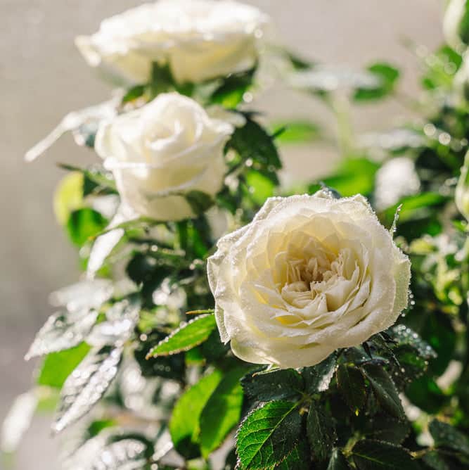 AcquaGarden Outdoor Plants Miniature Rose 'White' Indoor Plant