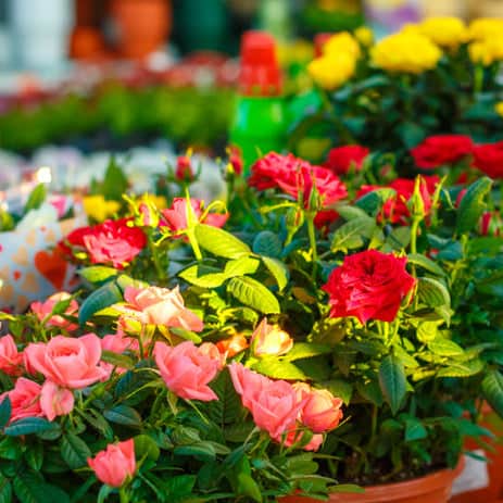 AcquaGarden Outdoor Plants Miniature Roses 'Mixed Colours' Indoor Plants