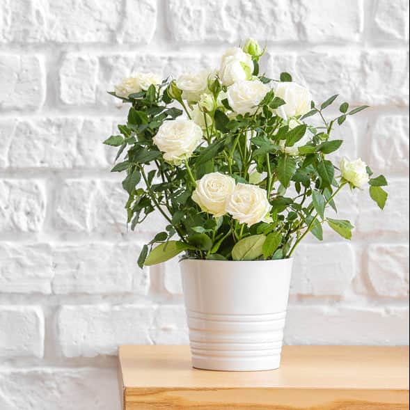 AcquaGarden Outdoor Plants Miniature Roses 'Mixed Colours' Indoor Plants