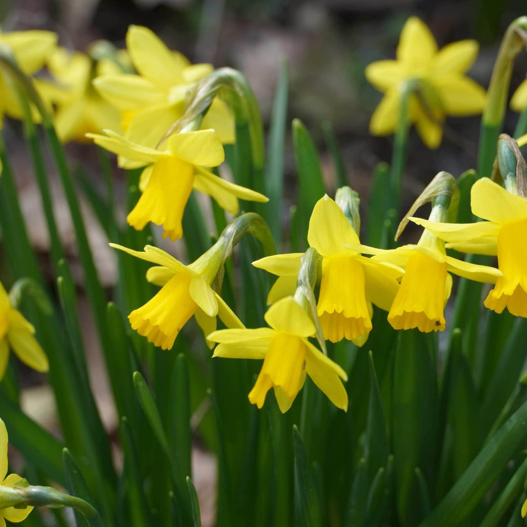 AcquaGarden Outdoor Plants Mirrored Plant Pot Holder with Snowdrop, Tete a Tete and Crocus Bulbs