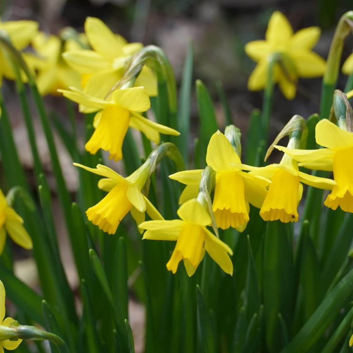 AcquaGarden Outdoor Plants Mirrored Plant Pot Holder with Snowdrop, Tete a Tete and Crocus Bulbs