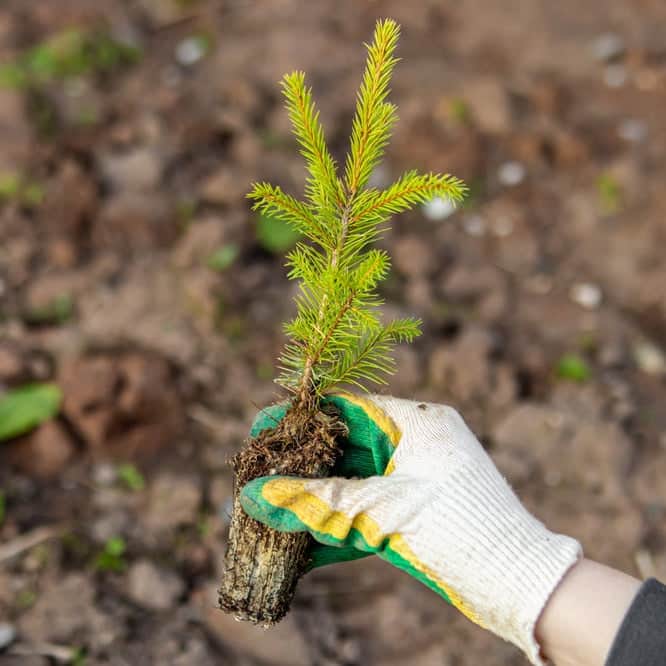 AcquaGarden Outdoor Plants My Little Christmas Tree: Norway Spruce Sapling Plugs