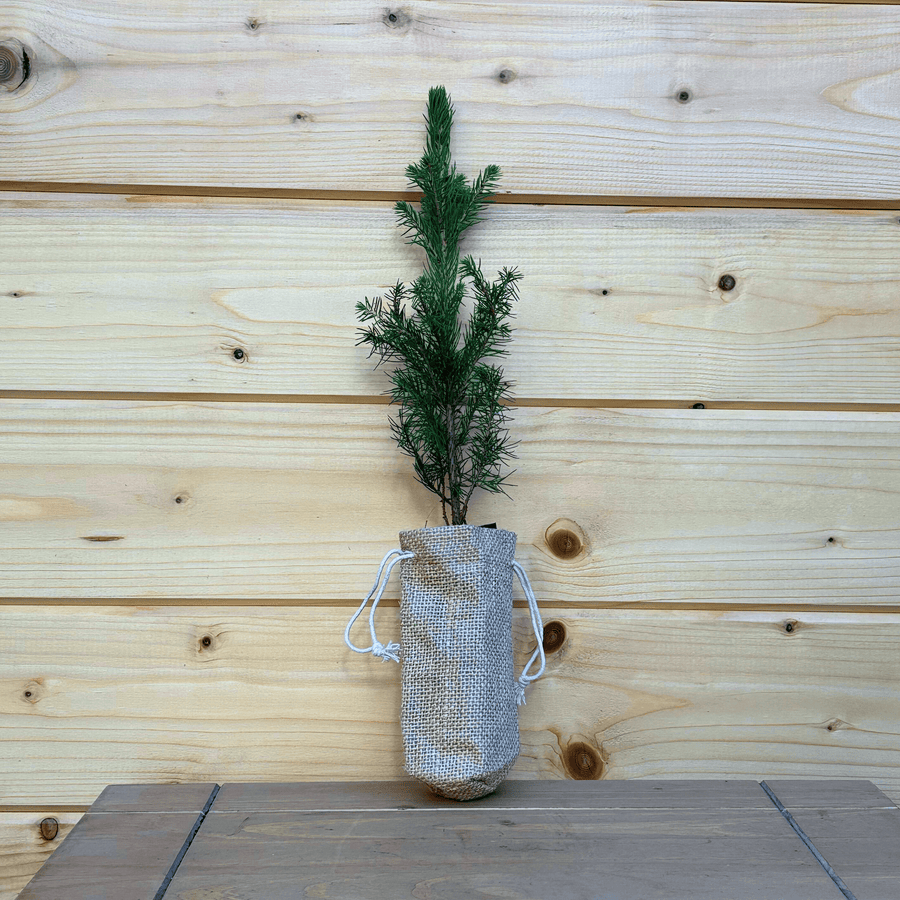 AcquaGarden Outdoor Plants My Little Christmas Tree: Norway Spruce Sapling Plugs