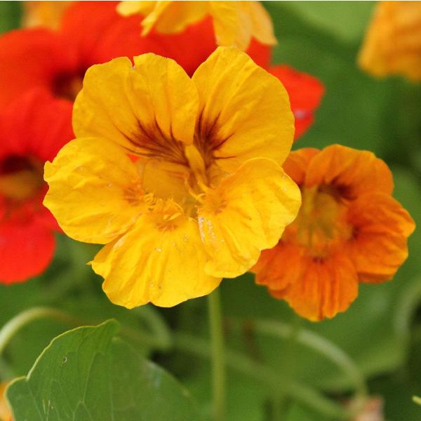 AcquaGarden Outdoor Plants Nasturtium 'Jewel Mix'