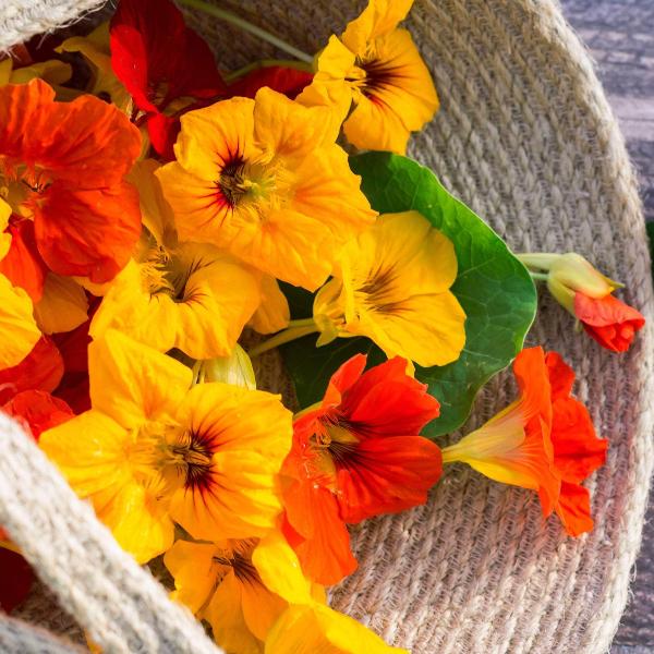AcquaGarden Outdoor Plants Nasturtium 'Whirlybird Mix'