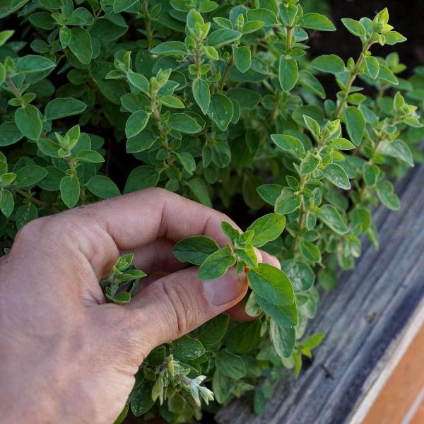 AcquaGarden Outdoor Plants Oregano