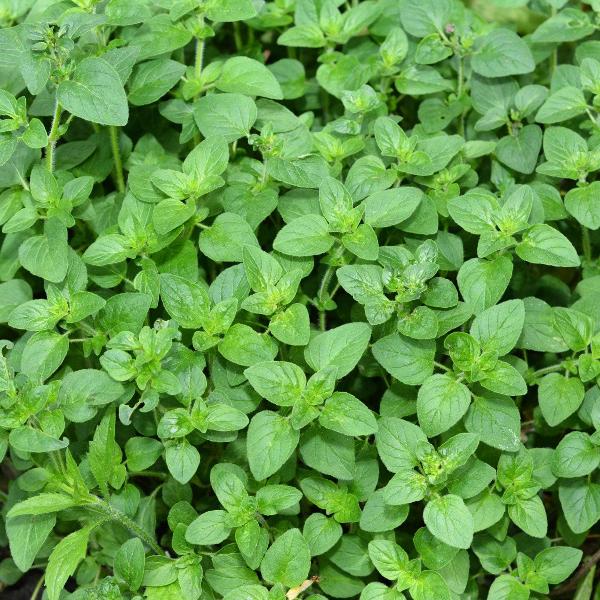 AcquaGarden Outdoor Plants Oregano