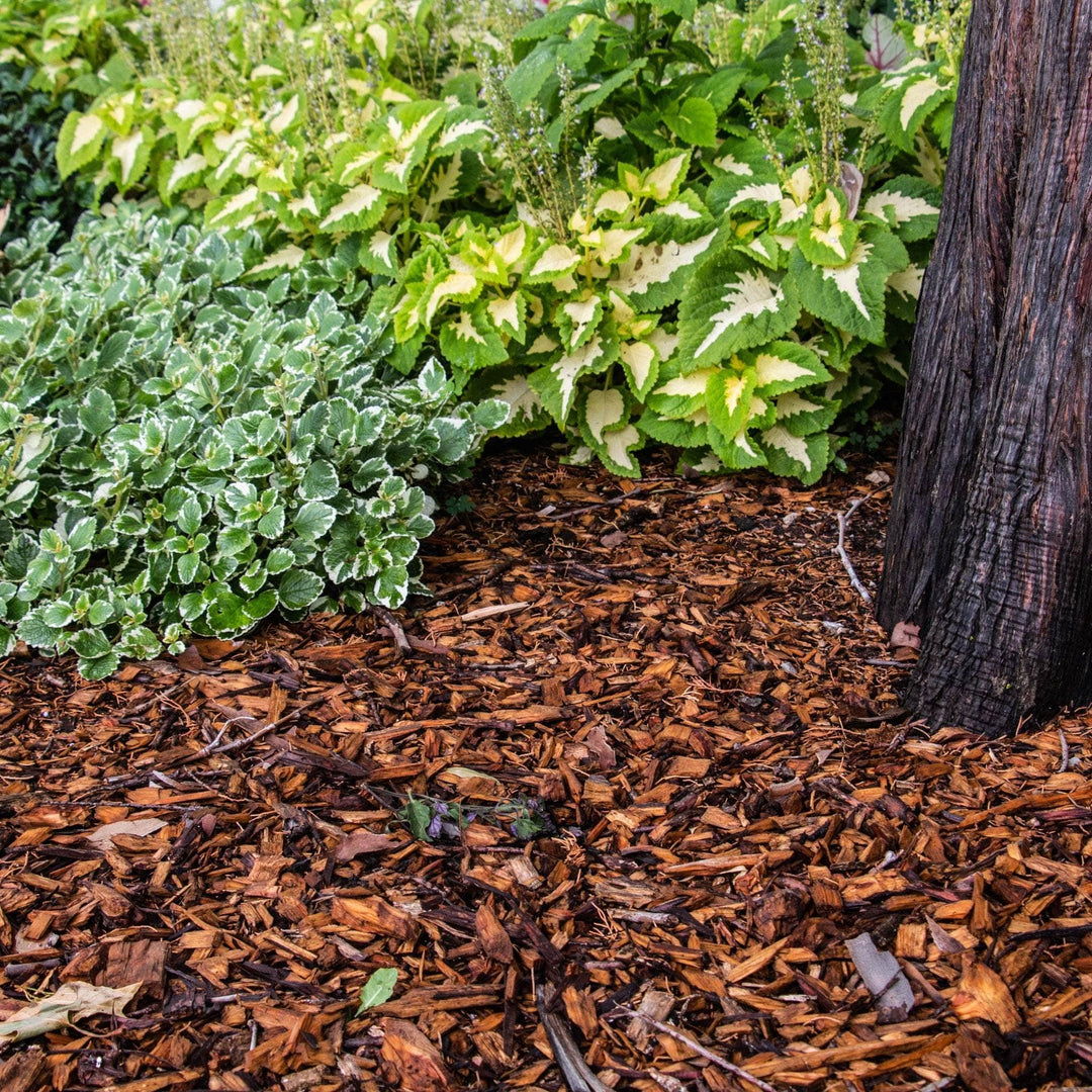 AcquaGarden Outdoor Plants Organic Garden Mulch