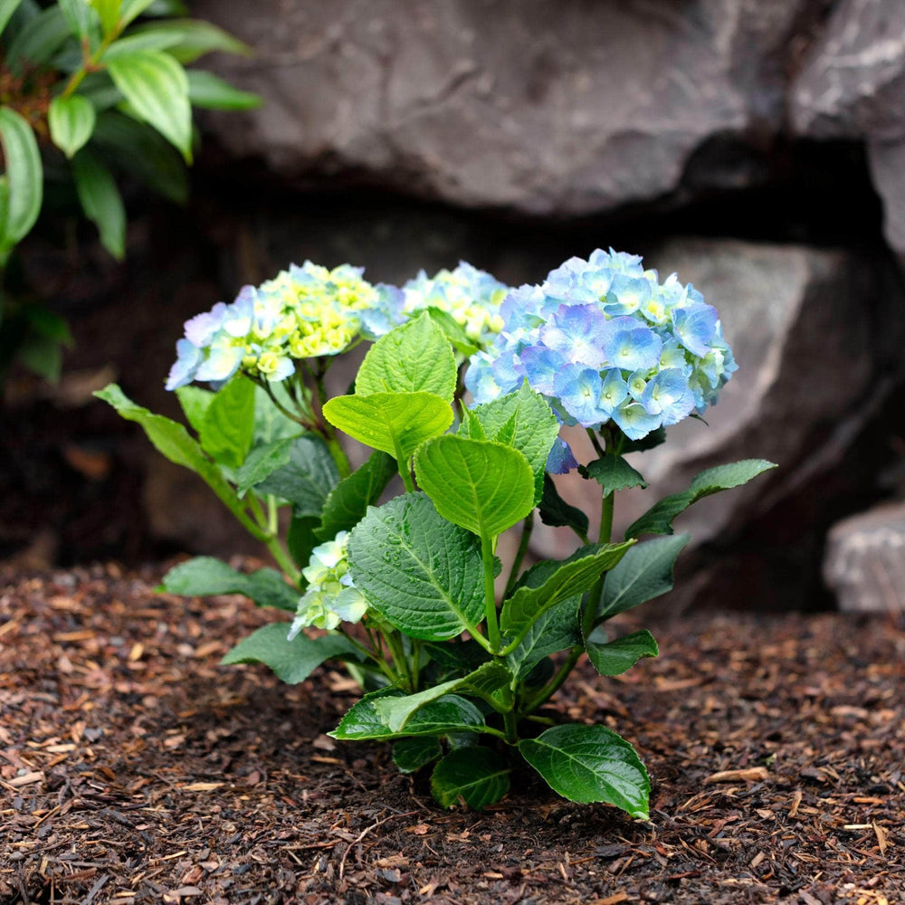 AcquaGarden Outdoor Plants Organic Garden Mulch
