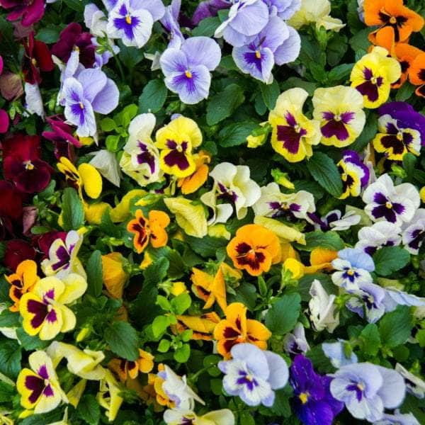 AcquaGarden Outdoor Plants Pansy