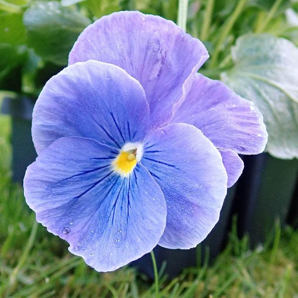 AcquaGarden Outdoor Plants Pansy 'All The Blues' Mix