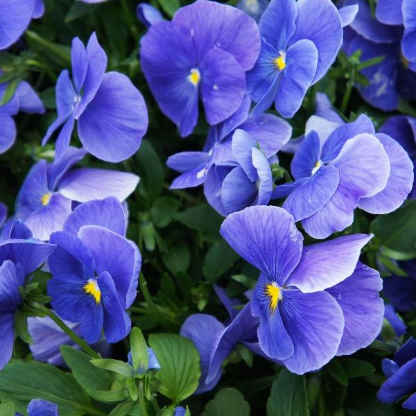 AcquaGarden Outdoor Plants Pansy 'All The Blues' Mix