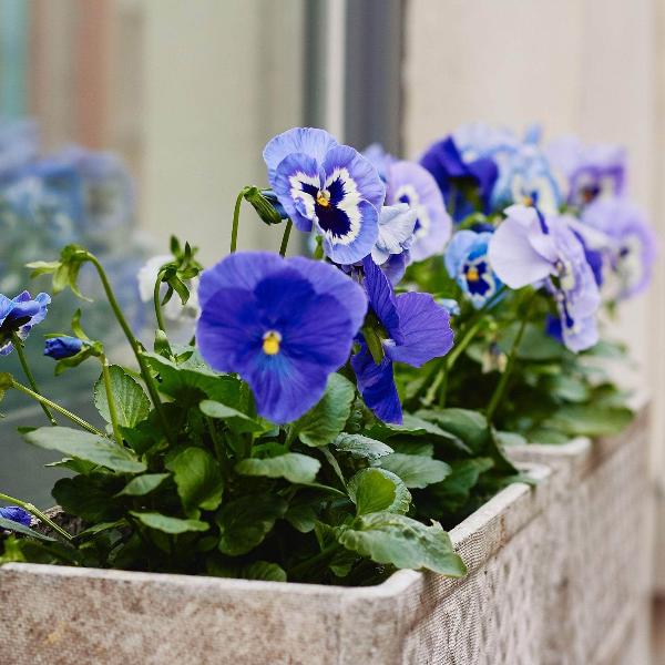 AcquaGarden Outdoor Plants Pansy 'All The Blues' Mix
