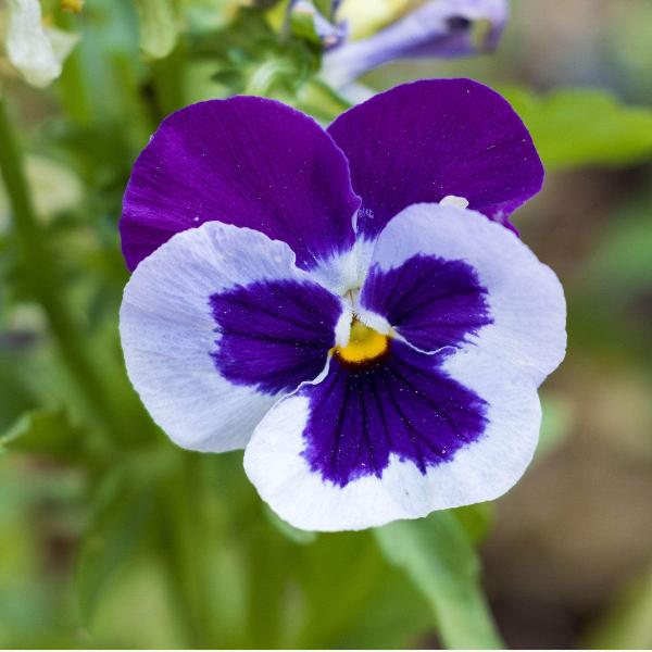 AcquaGarden Outdoor Plants Pansy 'Cassis'