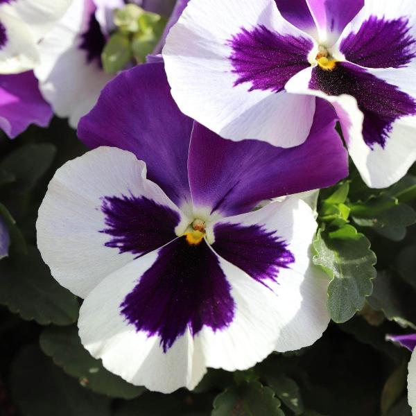 AcquaGarden Outdoor Plants Pansy 'Cassis'
