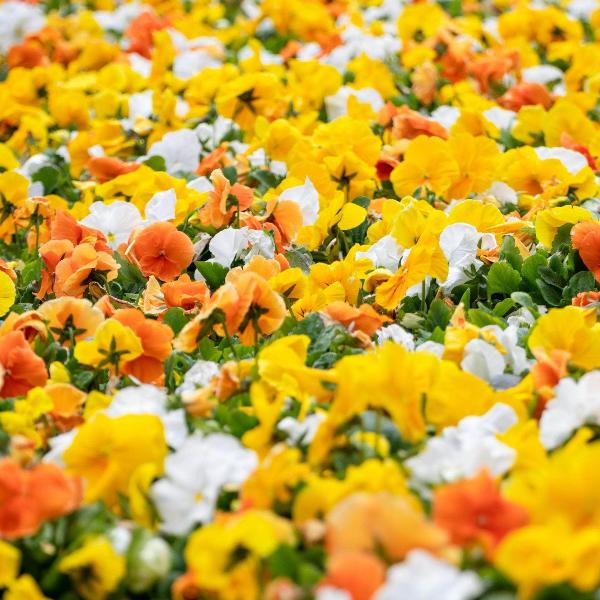 AcquaGarden Outdoor Plants Pansy 'Citrus Mix'