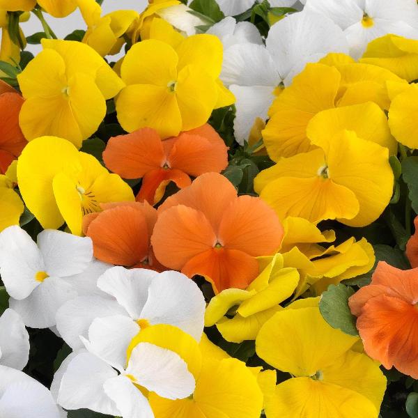 AcquaGarden Outdoor Plants Pansy 'Citrus Mix'