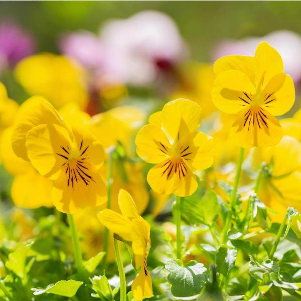 AcquaGarden Outdoor Plants Pansy 'Citrus Mix'