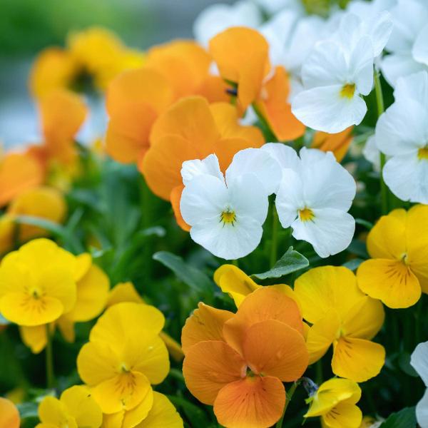 AcquaGarden Outdoor Plants Pansy 'Citrus Mix'