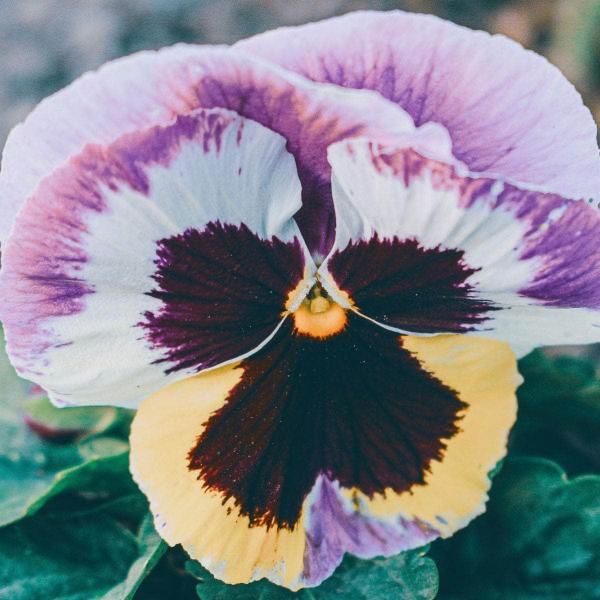 AcquaGarden Outdoor Plants Pansy 'Coastal Sunrise Mix'