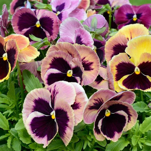 AcquaGarden Outdoor Plants Pansy 'Coastal Sunrise Mix'