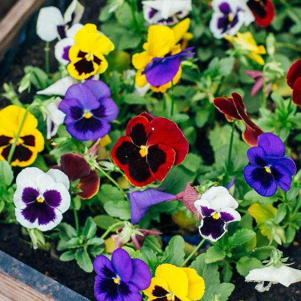 AcquaGarden Outdoor Plants Pansy 'Delta Mix'