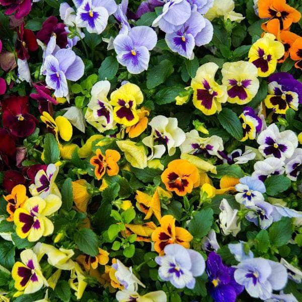 AcquaGarden Outdoor Plants Pansy 'Delta Mix'