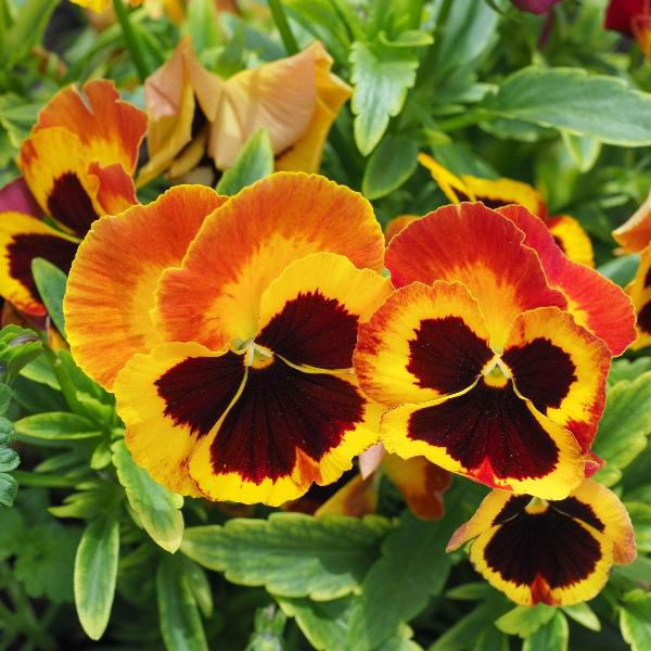 AcquaGarden Outdoor Plants Pansy 'Fire Surprise'